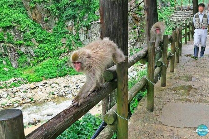 1-Day Private Snow Monkey ZenkoJi Temple & SakeTasting NaganoTour - Jigokudani Snow Monkey Park: The Hot Springs Show You Actually Came For