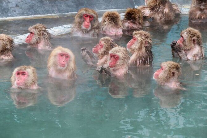 1-Day Private Snow Monkey ZenkoJi Temple & SakeTasting NaganoTour - The Food, the Pace, and What’s Actually Included