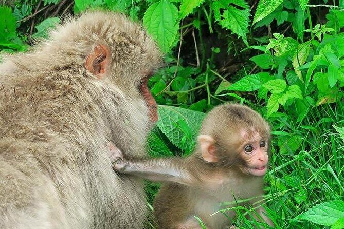 1-Day Private Snow Monkey ZenkoJi Temple & SakeTasting NaganoTour - Price and Value for Up to Three People