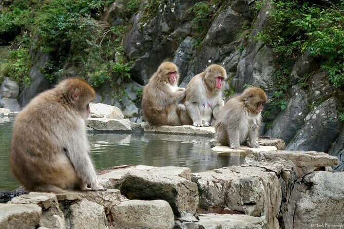 1-Day Private Snow Monkey ZenkoJi Temple & SakeTasting NaganoTour - Who This Tour Suits Best (And Who Might Want a Different Style)