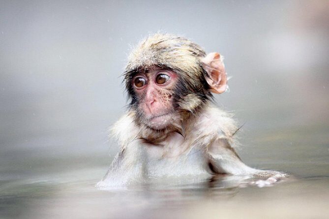 1-Day Snow Monkeys & Snow Fun in Shiga Kogen Tour - Morning timing at the ski resort: what your 2 hours really looks like