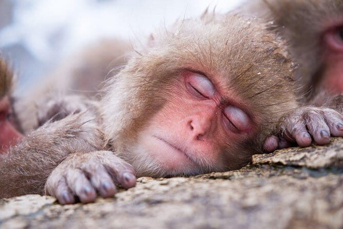 1-Day Snow Monkeys & Zenko-ji Tomyo Lantern Festival Tour - From Nagano Station to Snow Country