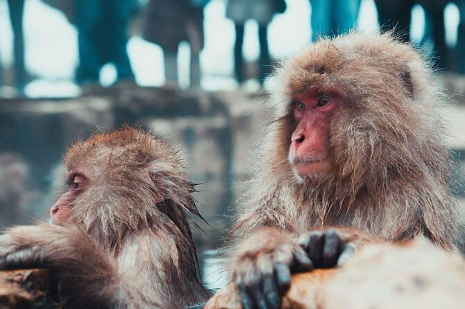 1-Day Snow Monkeys & Zenko-ji Tomyo Lantern Festival Tour - Should You Book This Snow Monkeys and Lantern Festival Day?
