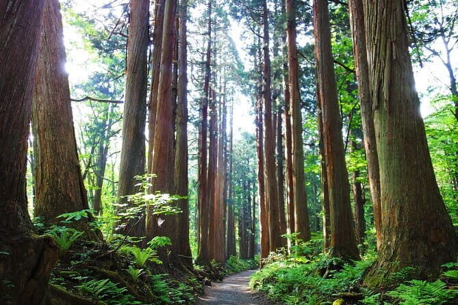 1-Day Togakushi Tour: Soba making, Ninja Town, and Hidden Shrines - The Togakushi Ninja Museum and Ninja Trick House puzzles