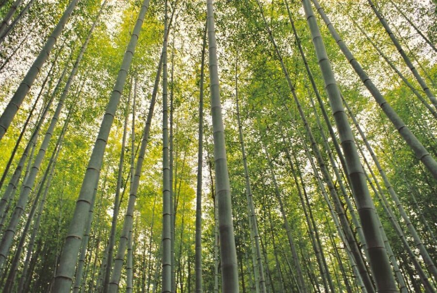 1-Day Tour from Nagoya: Hiking the Historic Nakasendo Trail - Water, Views, and History Talk: How the Guide Turns Walking into Meaning