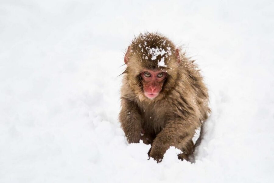 1 Day Tour: Snow Monkeys & Snow Fun in Shiga Kogen - Shiga Kogen first: the best kind of winter adrenaline