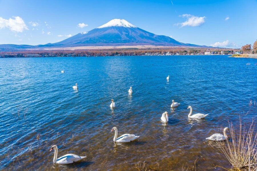 1-Day trip: Mt Fuji + Kawaguchi Lake area - Arakurayama Sengen Park and Chureito Pagoda: a change of scenery