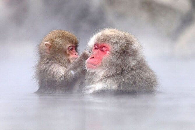 1-Day Winter Tour From Nozawa Onsen: Snow Monkeys, Zenko-ji Temple & Sake - Zenko-ji Temple: Nagano’s spiritual center with guided context