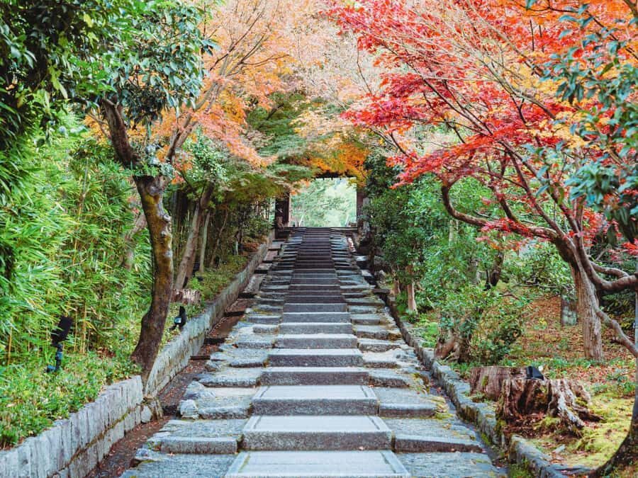 [2.3km / 1.43mi] Kyoto East Early Morning Walking Tour - Key things that make this tour worth your morning