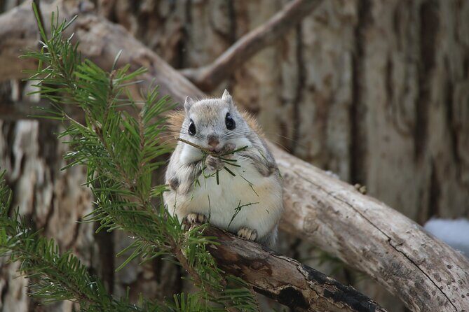 3.5hours Primeval Forest Snowshoe hike and Wildlife Watching Tour - Key highlights you’ll actually feel