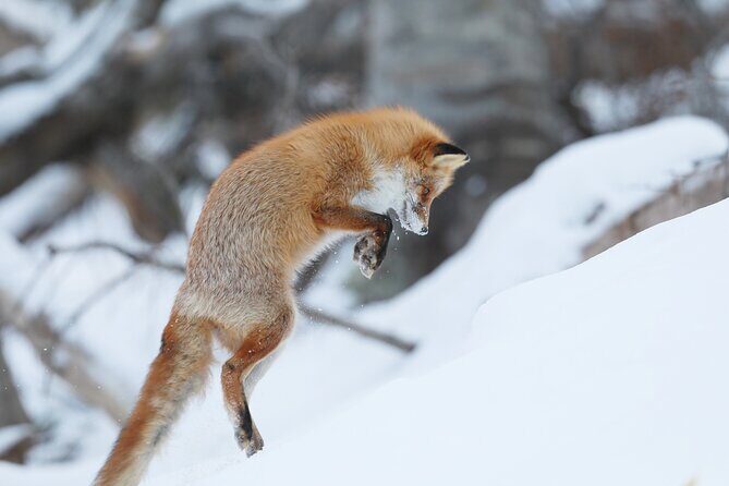 3.5hours Primeval Forest Snowshoe hike and Wildlife Watching Tour - Entering primeval forest with animal-made routes