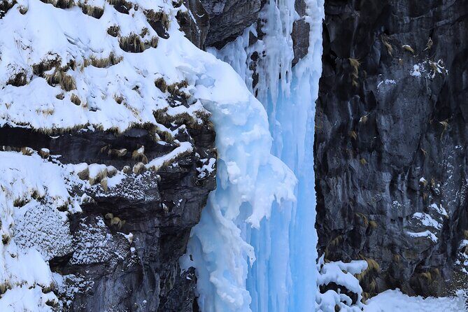 3.5hours Primeval Forest Snowshoe hike and Wildlife Watching Tour - Price and value: why $55.52 can make sense here