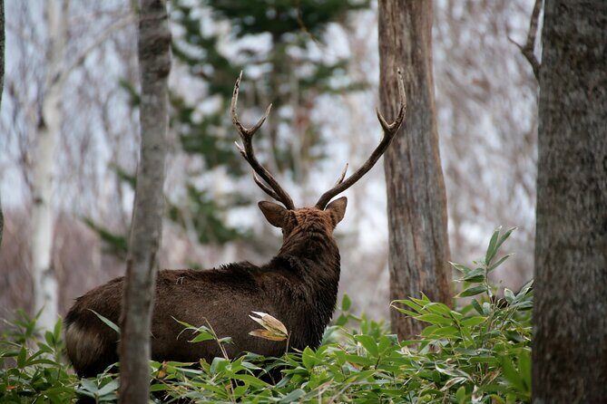 3.5hours Primeval Forest Snowshoe hike and Wildlife Watching Tour - Who this Shiretoko snowshoe tour is for (and who should skip it)