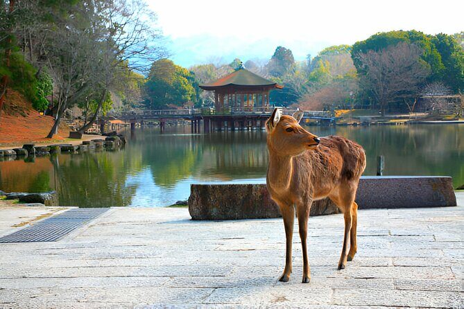 3 Days Private Osaka Kyoto and Nara Tour With English Driver - Private Osaka–Kyoto–Nara: why the English driver changes everything