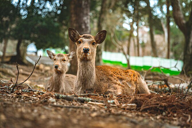 3 Days Private Osaka Kyoto and Nara Tour With English Driver - Budget reality: admissions can be a big line item