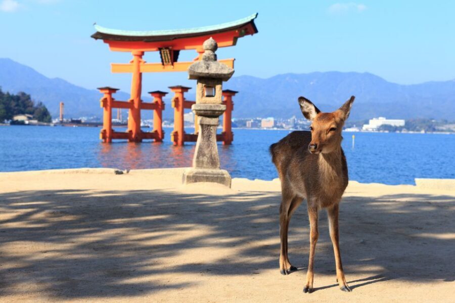 3 Departures: Hiroshima & Miyajima Trip with Indian Lunch - Lunch in Hiroshima: Indian curry with vegetarian options
