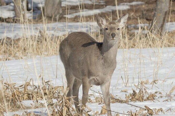 3 hours Snowshoe hike to "Furepe fall" and Wildlife Watching - The meeting point: Utoro-Shirietoku start and pickup convenience