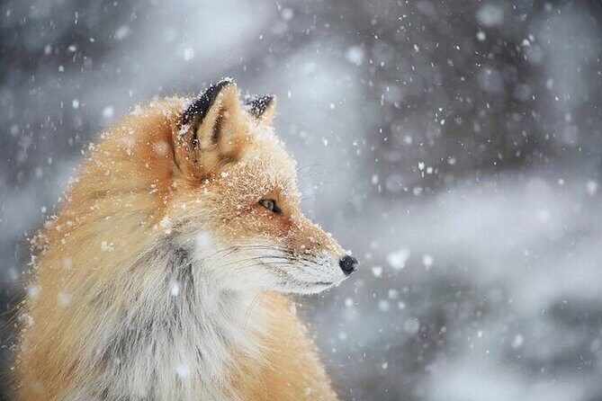 3 hours Snowshoe hike to "Furepe fall" and Wildlife Watching - Wildlife watching: deer sightings are part of the point