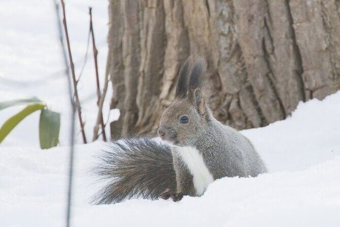 3 hours Snowshoe hike to "Furepe fall" and Wildlife Watching - Price and value check: $44.30 for 3 hours in Shiretoko winter