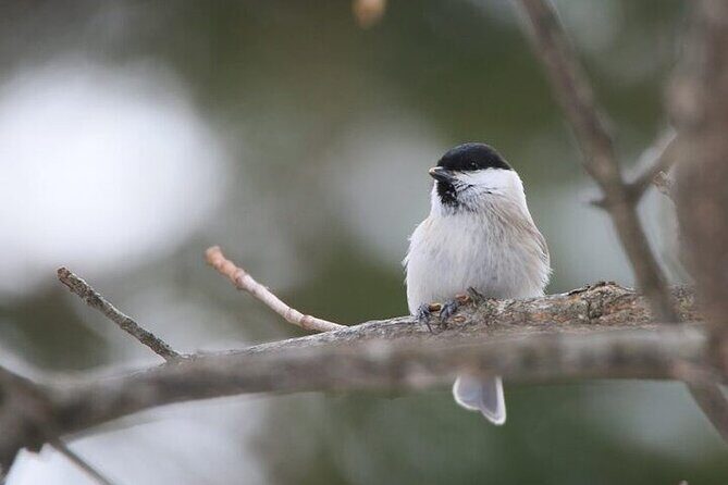 3 hours Snowshoe hike to "Furepe fall" and Wildlife Watching - Snowshoe hike timing: what 3 hours really feels like