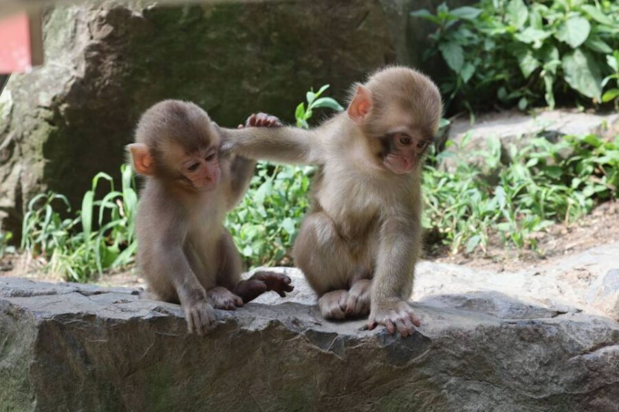 4 Day - From Nagano to Kanazawa: Ultimate Central Japan tour - Day 1: Zenko-ji, sake tasting, and snow monkeys at park level