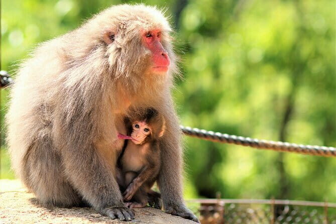 4 Hours Arashiyama and Arashiyama Monkey Park Tour - Guide quality: why the names Akihiro, Hide, Jun, and Harry keep coming up