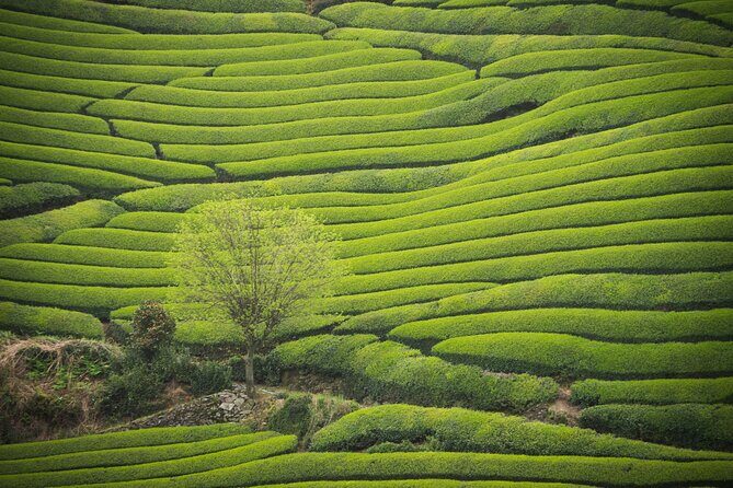 7hr Private Wazuka True Hidden Kyoto Matcha Farm Experience - Key things to know before you go