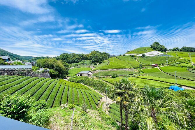 7hr Private Wazuka True Hidden Kyoto Matcha Farm Experience - Why Wazuka is a serious matcha base (not just a day trip)