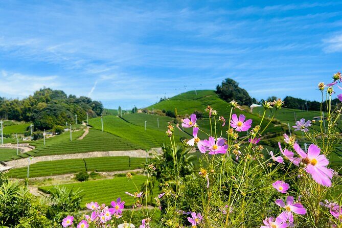 7hr Private Wazuka True Hidden Kyoto Matcha Farm Experience - Tastings: matcha tasting and tea tasting, with your senses doing the work
