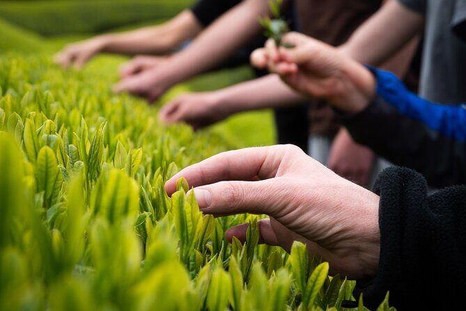 7hr Private Wazuka True Hidden Kyoto Matcha Farm Experience - Stop 2 and the workshop: taking your learning beyond explanation