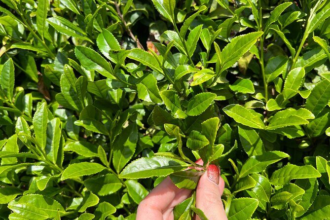 7hr Private Wazuka True Hidden Kyoto Matcha Farm Experience - Take-home premium matcha and why it’s part of the value