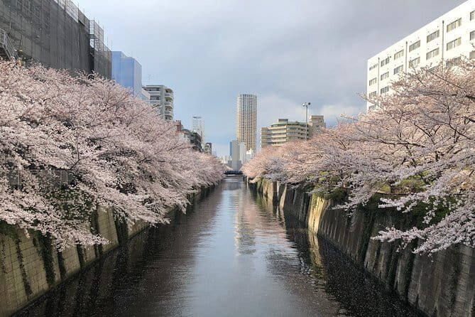 A Dreamy and Delicious Day in Tokyo - Key highlights you’ll care about