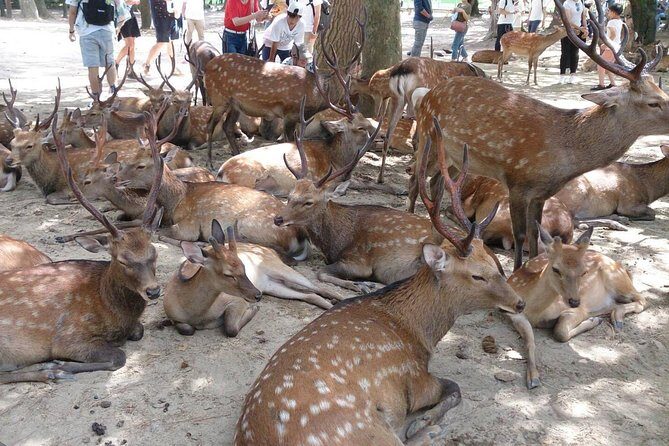 All must-sees in 3 hours - Nara Park Classic Tour! From JR Nara! - Key highlights you’ll care about