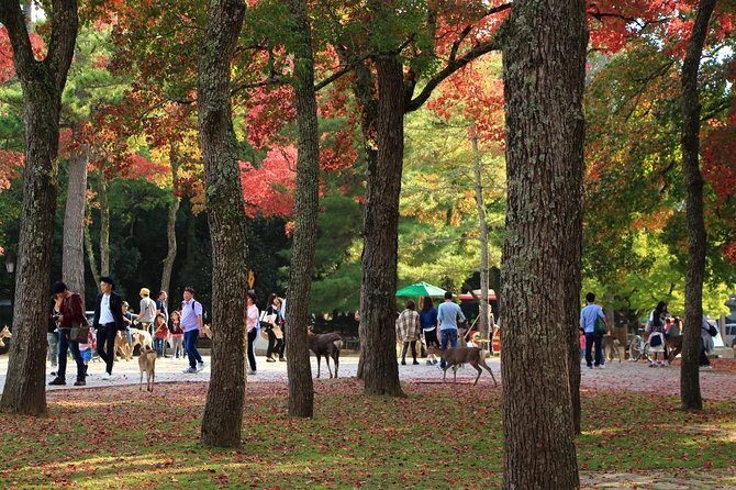 All must-sees in 3 hours - Nara Park Classic Tour! From JR Nara! - Why this 3-hour Nara Park Classic Tour feels efficient