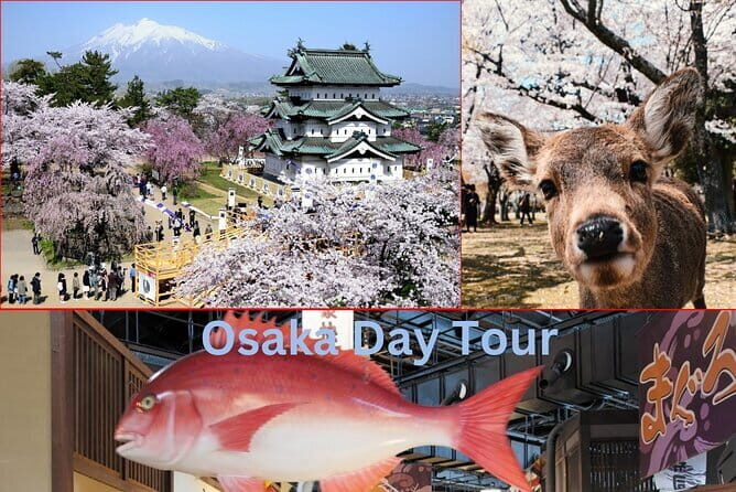 Amanohashidate & Ine Boathouse Full-Day Tour from Kyoto or Osaka - The guide and group experience: why the day stays organized