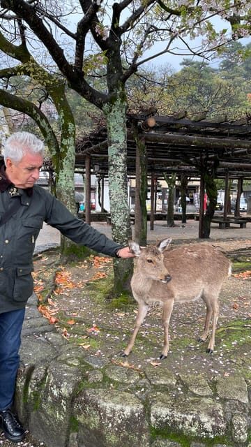 Amazing Hiroshima: Private City Tour with a Local Guide - Itsukushima torii gate: how to aim for the iconic look