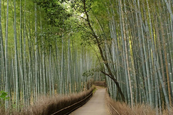 Arashiyama Bamboo Forest E-Biking Tour - Stop 3: Arashiyama Bamboo Forest Trail (the walking part)