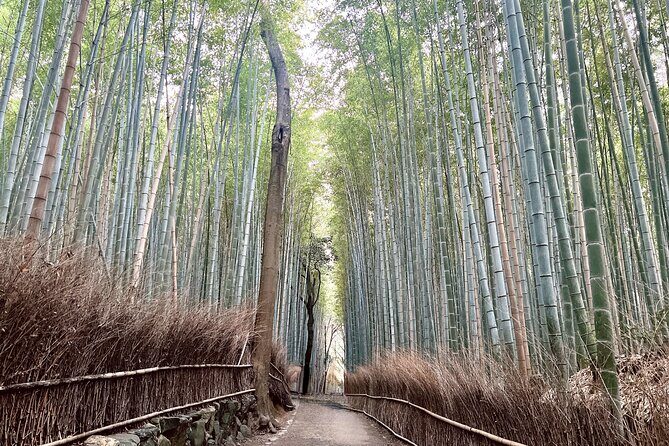 Bamboo Grove Temple and Garden Views Tour - Stop 3: Iwatayama Monkey Park Hike and Macaque Watching