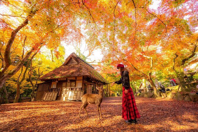 Best of Kyoto and Nara Highlights Day Tour from Osaka (7~9 spots) - Kasuga Grand Shrine and Nara Park: lanterns, deer, and quick orientation