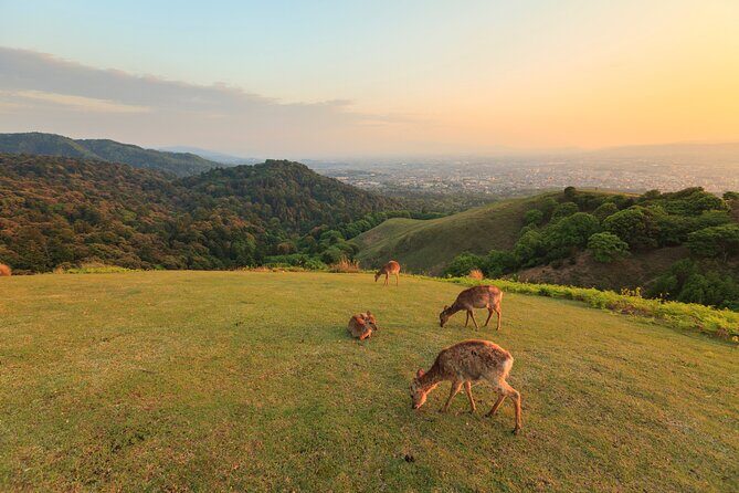 Best of Kyoto and Nara Highlights Day Tour from Osaka (7~9 spots) - Todai-ji’s Great Buddha plus a viewpoint break behind Nara Park