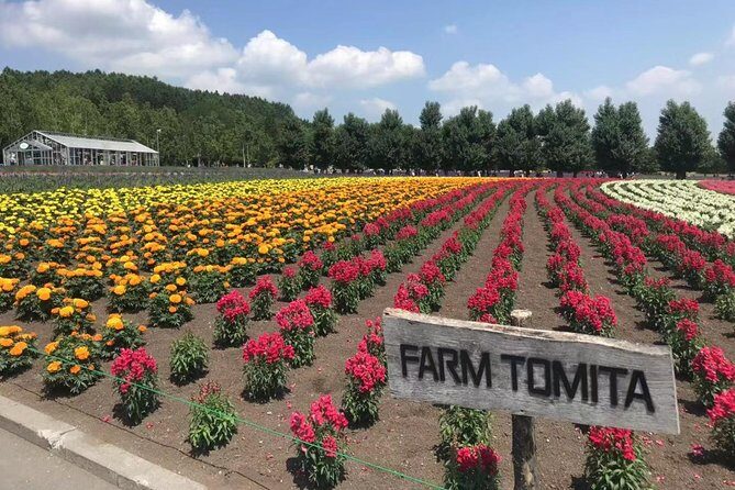 [Biei/Furano] One-day sightseeing by private car! - Farm Tomita: lavender fields, photo stops, and a hard 45 minutes
