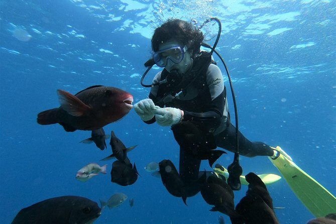 Blue Cave Area Experience Diving!Free feeding & photo images Chinese guide available!1 group with a dedicated instructor - Before you go underwater: shallow water practice that builds confidence
