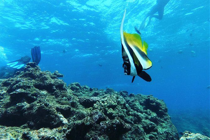 Blue Cave Area Experience Diving!Free feeding & photo images Chinese guide available!1 group with a dedicated instructor - Fish feeding underwater: the moment that makes it stick