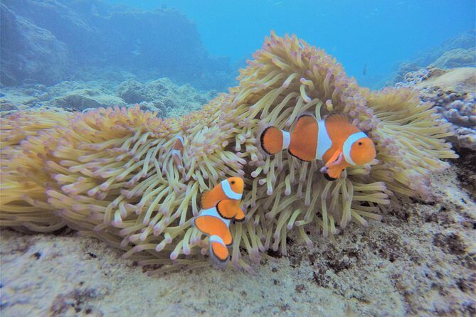 Blue Cave Area Experience Diving!Free feeding & photo images Chinese guide available!1 group with a dedicated instructor - Meeting Island Club: the small details that save time