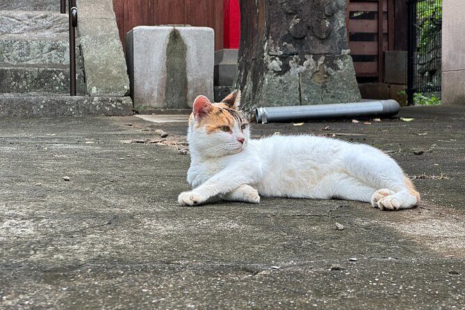 Cats & Hidden Alleyways: a Kitty-themed Walking Tour in Nagasaki - Key highlights at a glance