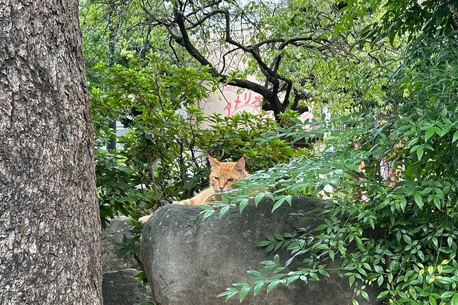 Cats & Hidden Alleyways: a Kitty-themed Walking Tour in Nagasaki - Why a Nagasaki cat walk works better than a standard sightseeing tour