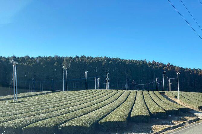 Ceramics and Green Tea Tour of Nagasaki and Saga Prefecture - Green Tea Heritage Around Ureshino: Museums, Producers, and a First-Tea Site