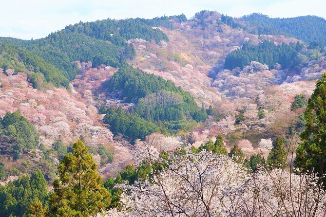 Cherry Blossom Buddha and Mt.Yoshino with Strawberry Picking Tour - Tsubosaka-dera Temple and the Great Cherry Blossom Buddha