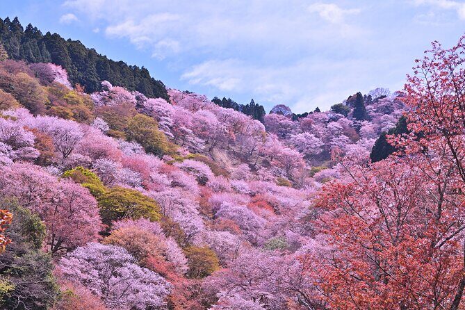 Cherry Blossom Buddha and Mt.Yoshino with Strawberry Picking Tour - Mount Yoshino: Senbonzakura Viewpoints and the Reality of Timing
