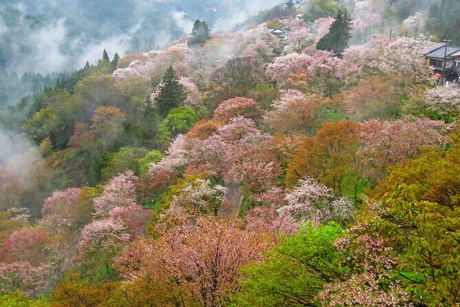 Cherry Blossom Buddha and Mt.Yoshino with Strawberry Picking Tour - Roadside Station Katsuragi: A Quick Local Break